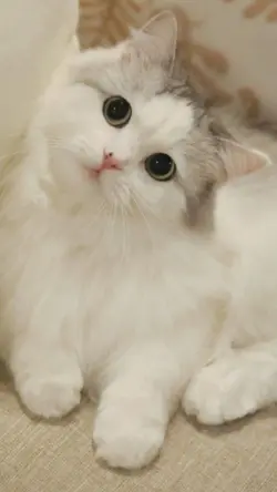 My Pet cute