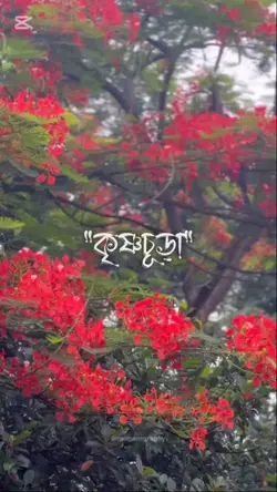 ও কৃষ্ণচূড়া ফুল!