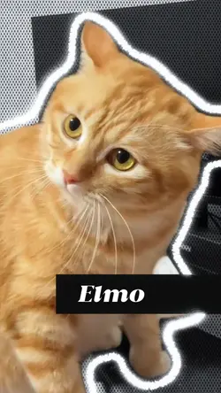 cat core videos
