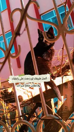 تيك توك elmas_2020