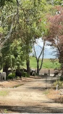 Dairy farm
