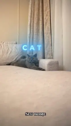 Gato