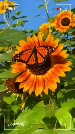 sunflower garden 