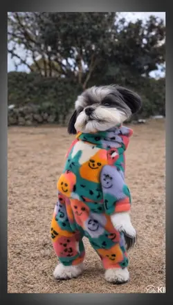 dancing dog