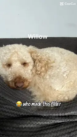 Ballon filter Ai 