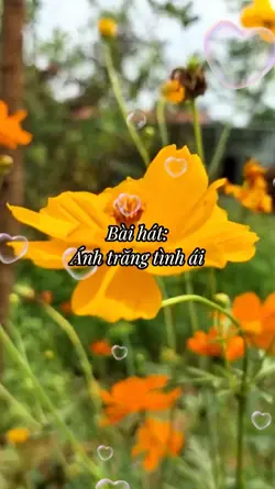 Một đêm trăng sáng