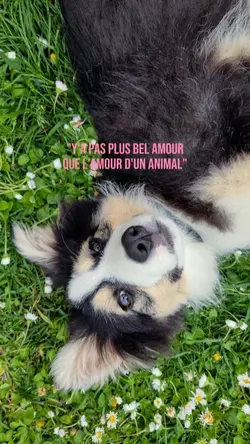 L'amour d'un animal