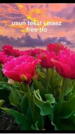 free tło 