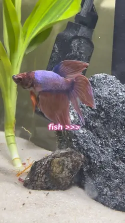 fish 