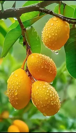 Subhanallah
