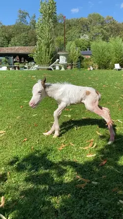 cheval 
