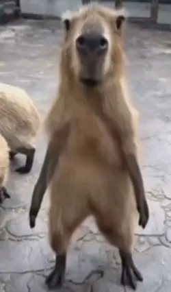 Capybara dancing