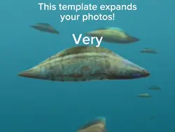 1 pound fish meme
