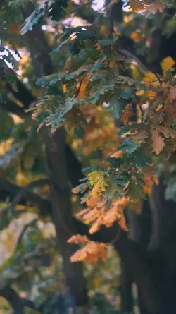 CINEMATIC 6 VIDEOS
