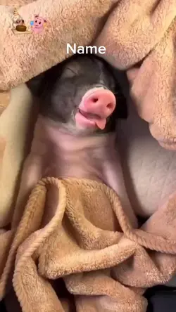 Pig meme