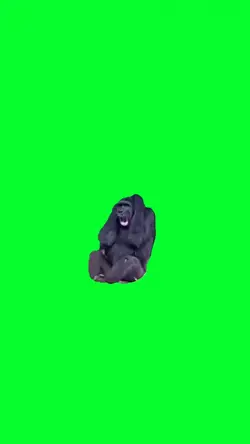 laughing ape