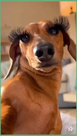 eye Lusher dog
