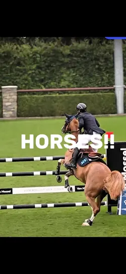 HORSES!!