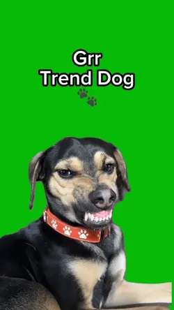 Grrr Trend Dog 