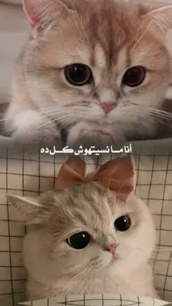 Arabic song 