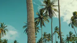 cinematic HD