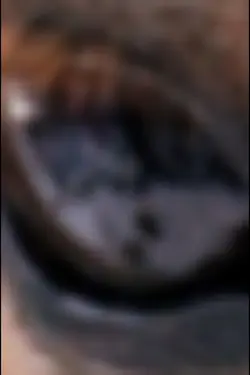 实验