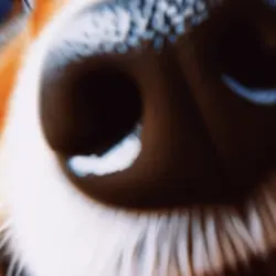 Dogs Fisheye