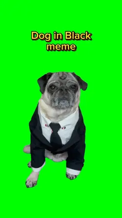 Dog in Blackem