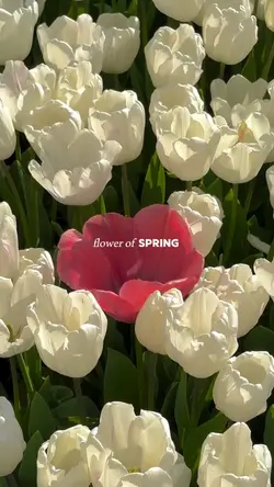 flower of SPRING 