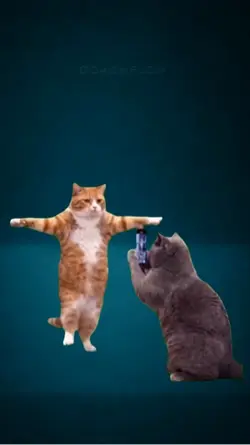 Viral cat dancing 