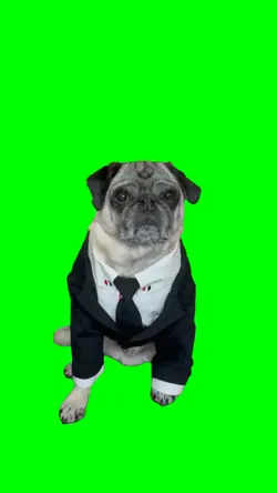 Dog in Black