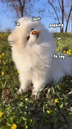 Puppy Cute