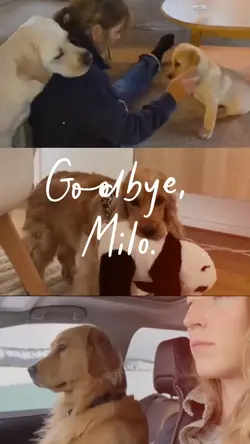 Goodbye Milo