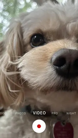 My dog