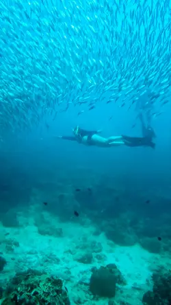 Free Diving Template