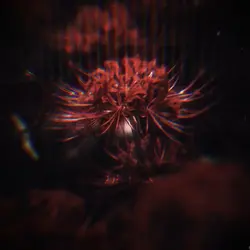 Spider Lilies