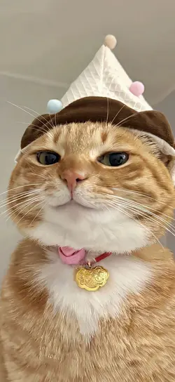 Orange cat wallpaper