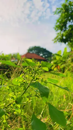 CINEMA PARANO 4 KLIP