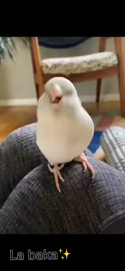 Danse 