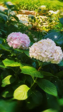 紫陽花テンプレ🏵️💖