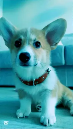 APT Dog version #apt