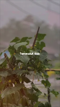 Rayu kumbang 