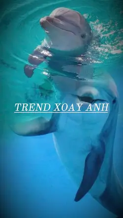 XOAY ANH