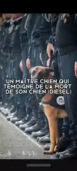 Diesel..témoignage..