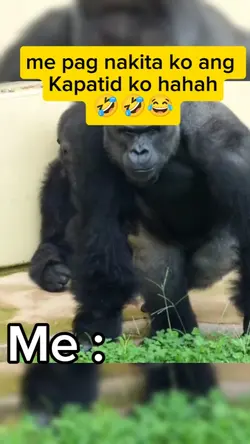Gorilla memes 