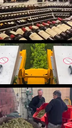 wine