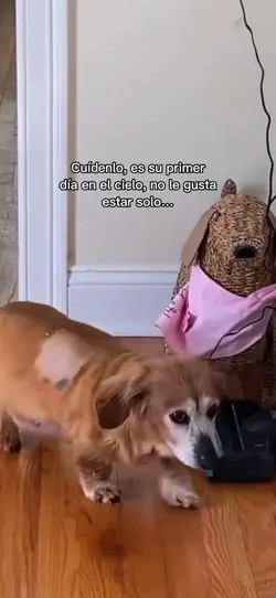 Mascota en el cielo🐾