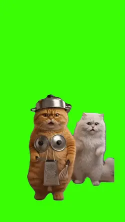 Cat/Gato