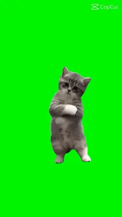 brazil cat