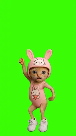 Cat/Gato